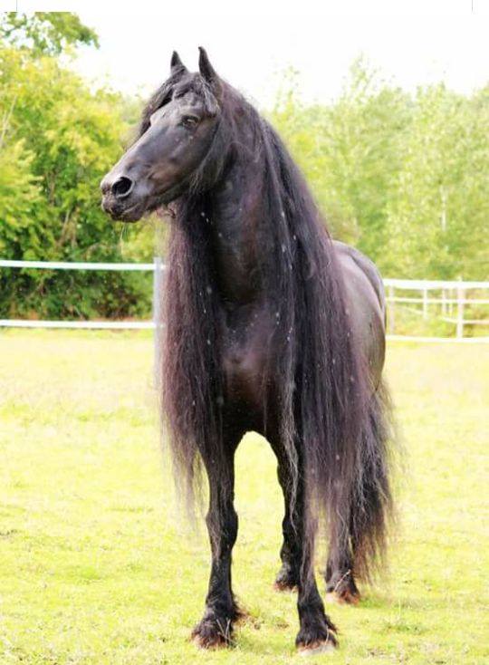 Friesian Horses